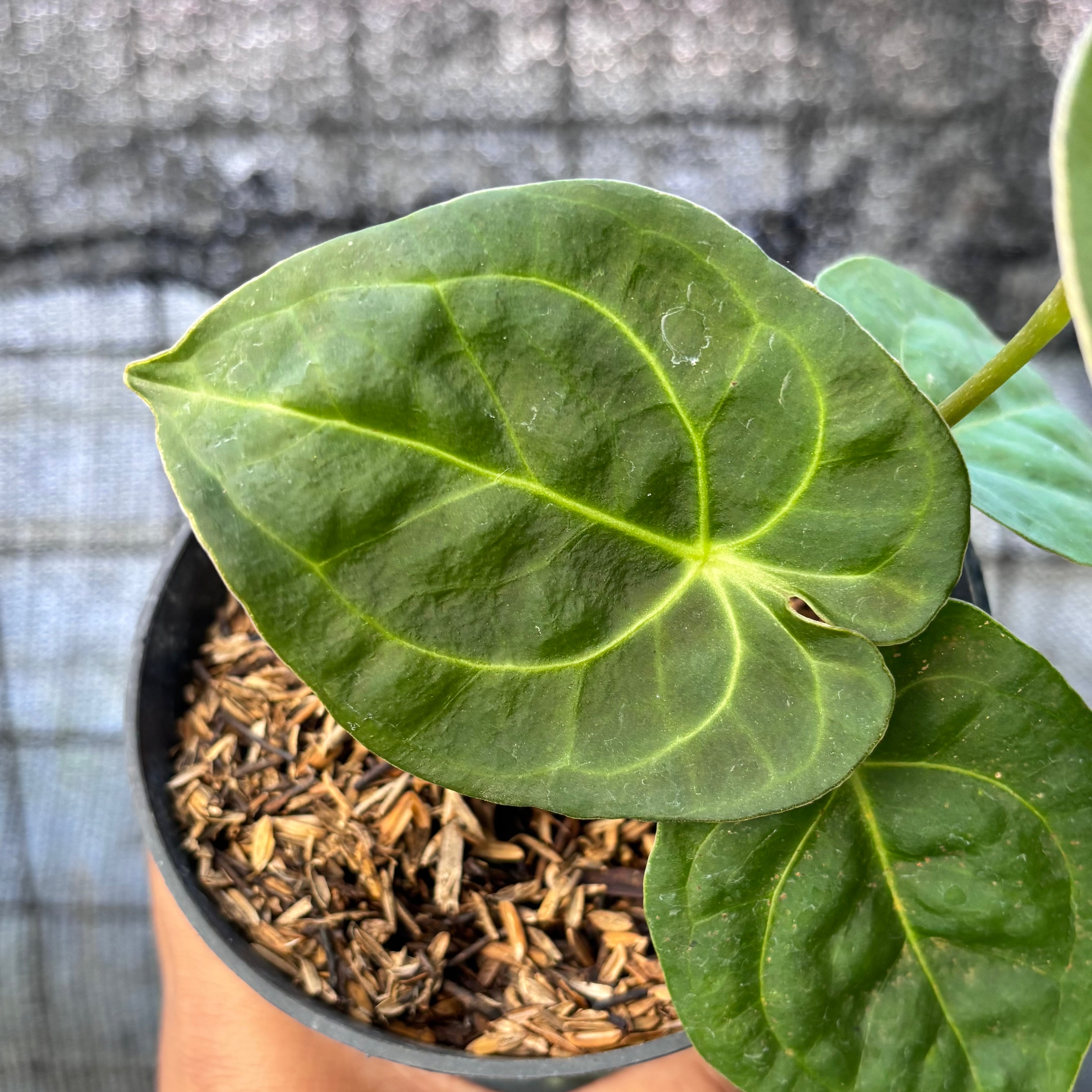 RP33-6 Anthurium Luxurian Indo Type