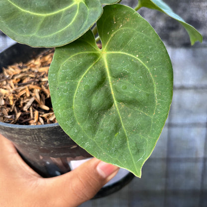 RP33-6 Anthurium Luxurian Indo Type