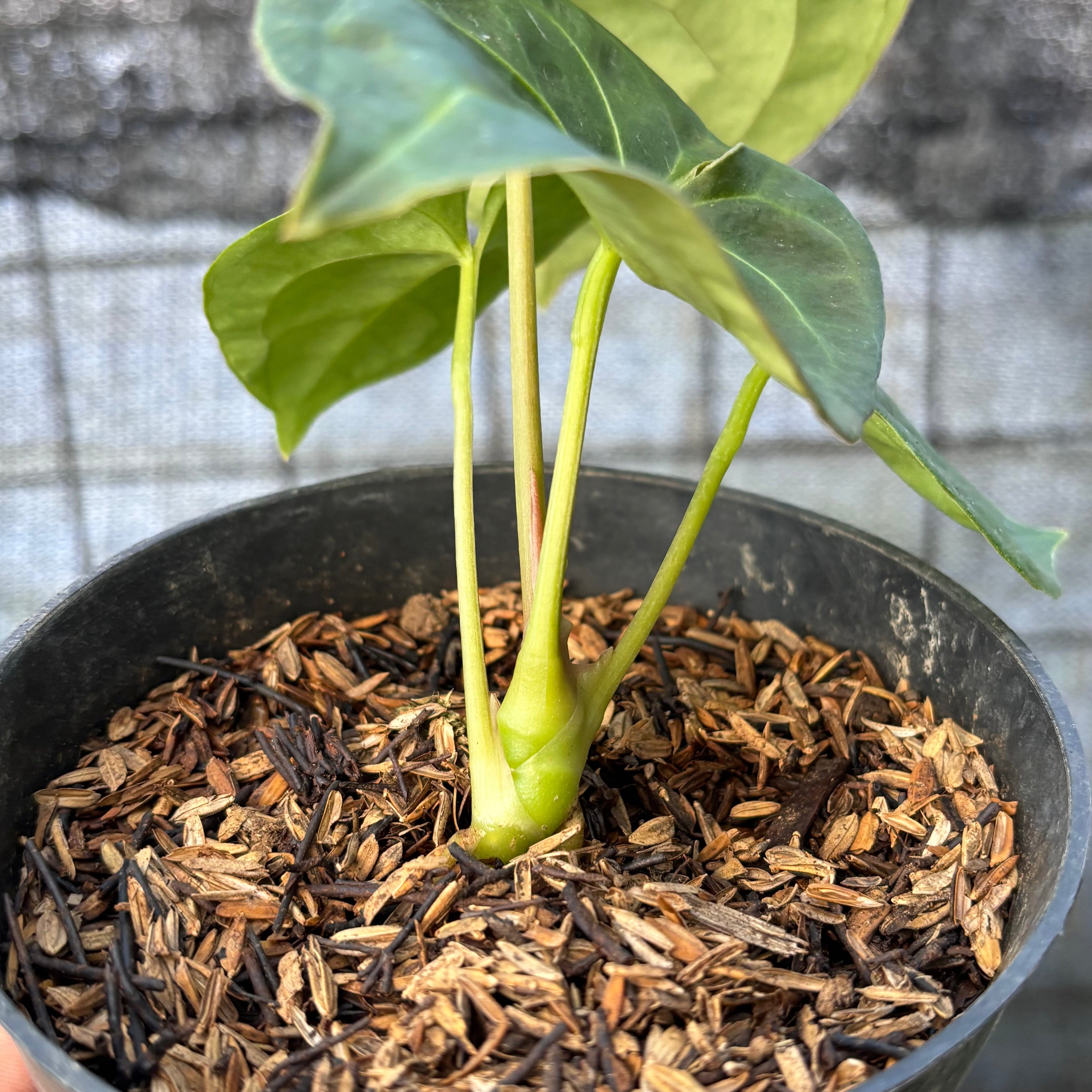 RP33-6 Anthurium Luxurian Indo Type