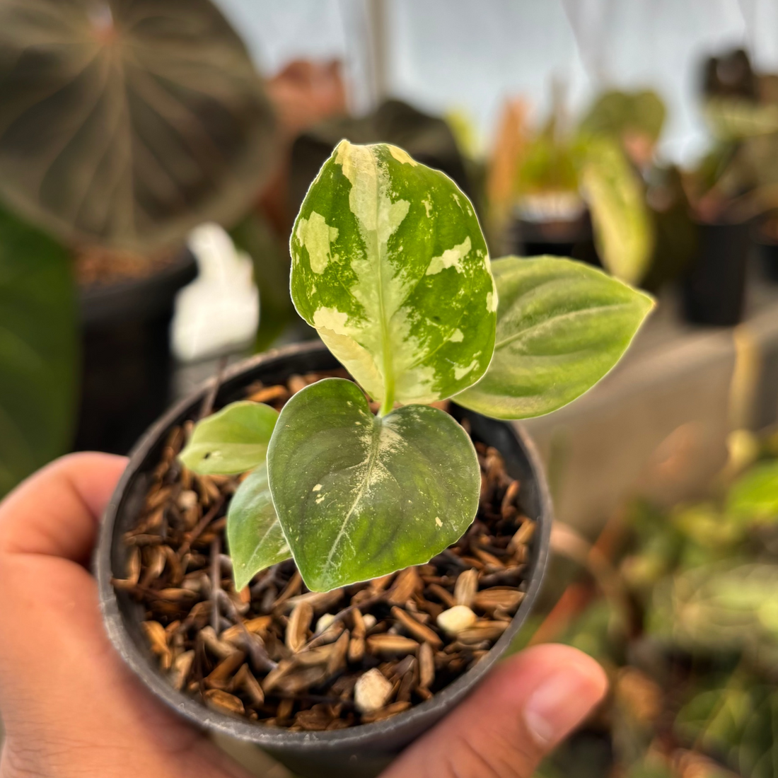 RP35-1 Aglaonema Pictum Becolor Variegated