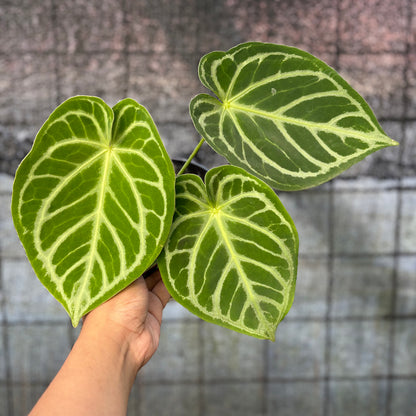 RP34-6 Anthurium Crystallinum Hybrid