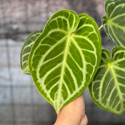 RP34-6 Anthurium Crystallinum Hybrid