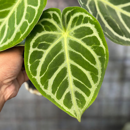 RP34-6 Anthurium Crystallinum Hybrid