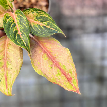 RP35-6 Aglaonema Light Of Diamond
