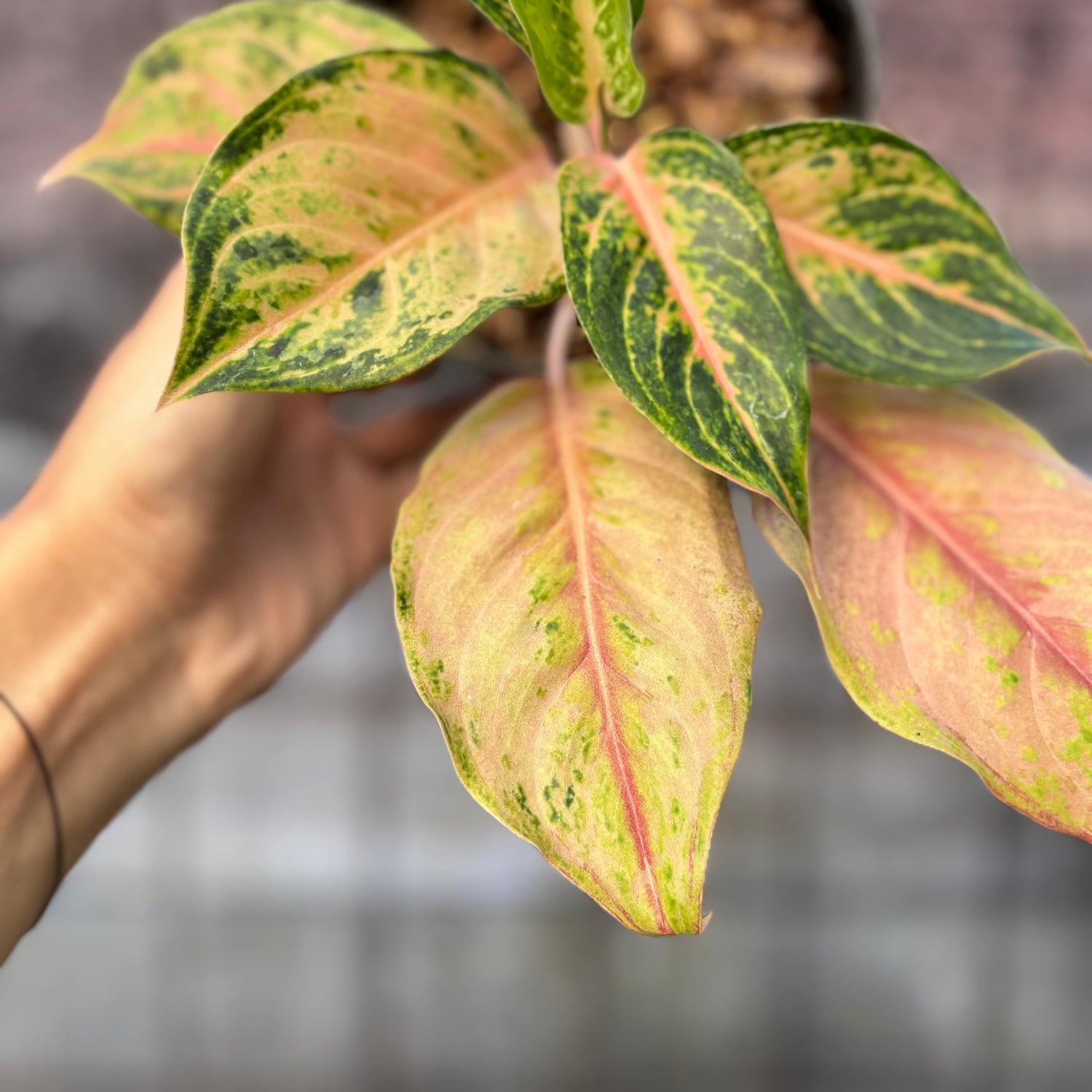 RP35-6 Aglaonema Light Of Diamond