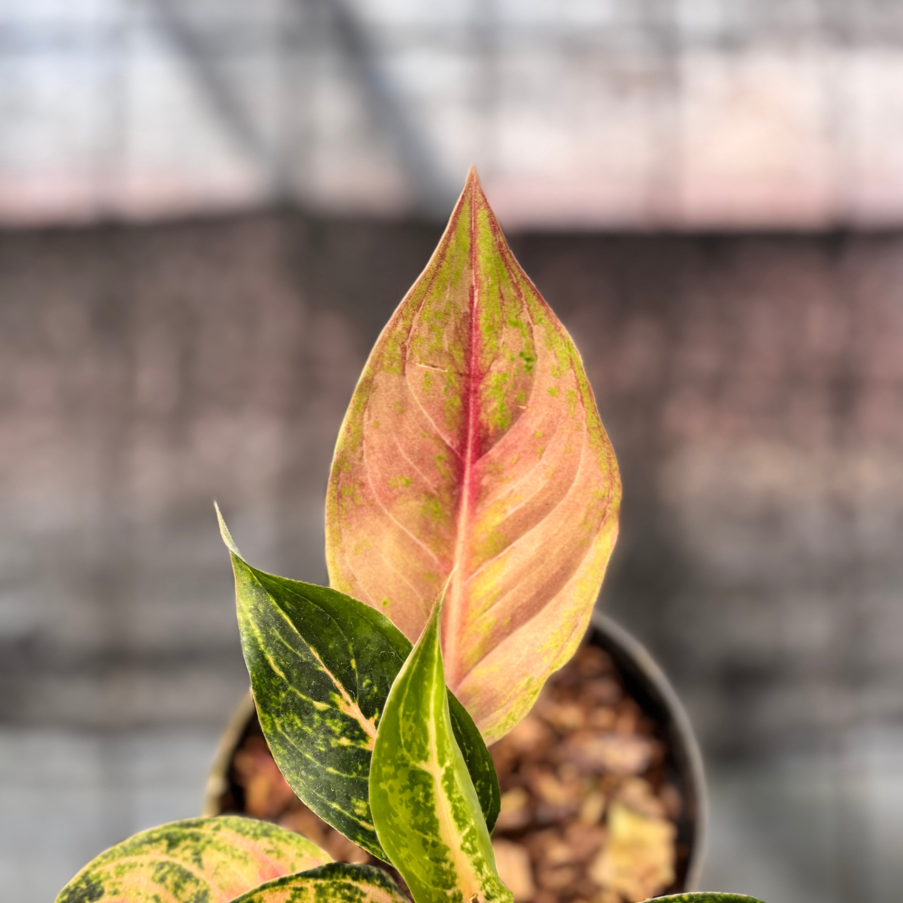 RP35-6 Aglaonema Light Of Diamond