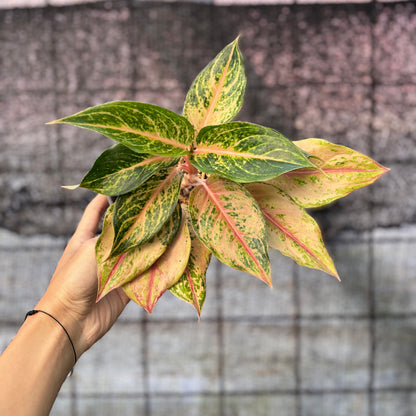 RP36-6 Aglaonema Light Of Diamond