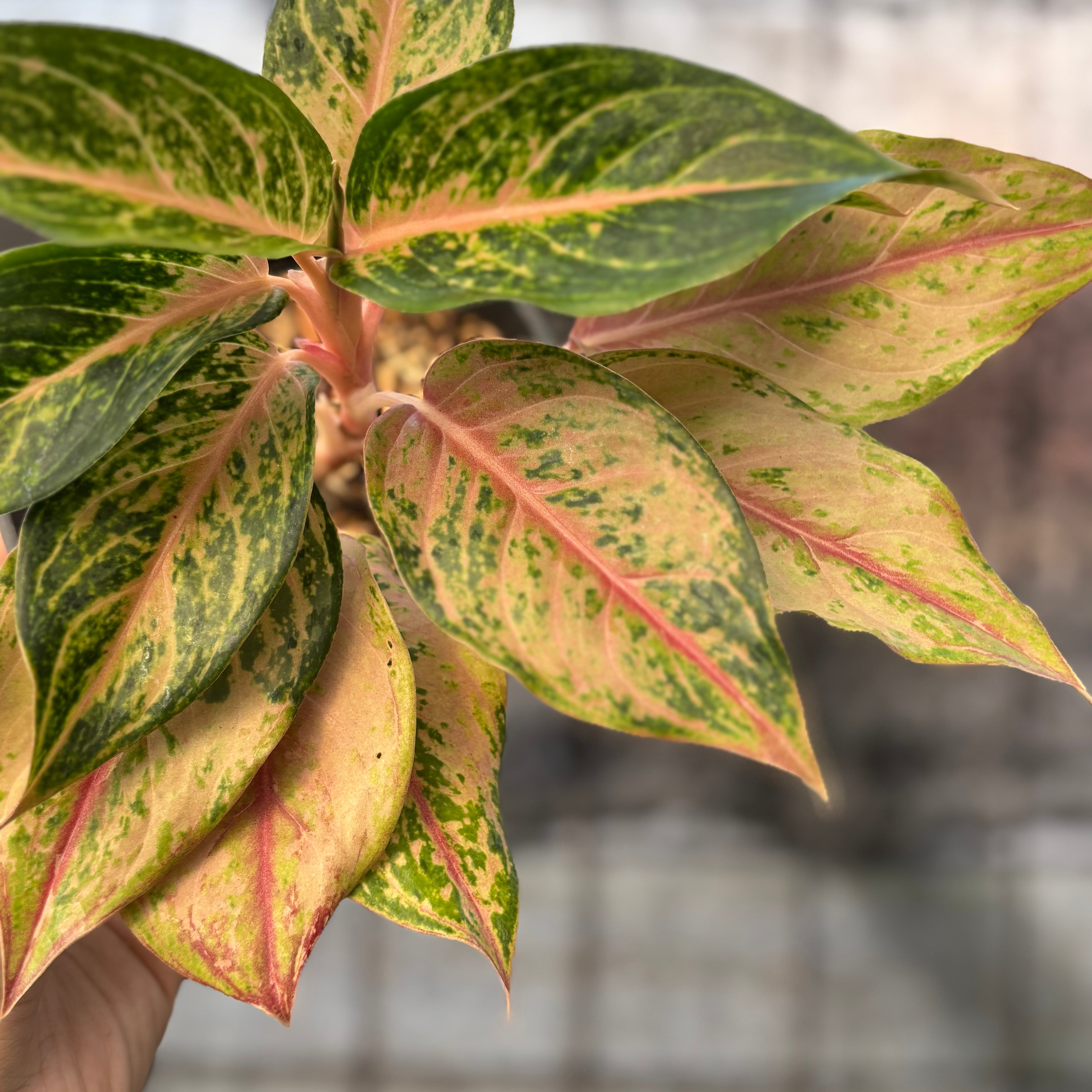 RP36-6 Aglaonema Light Of Diamond