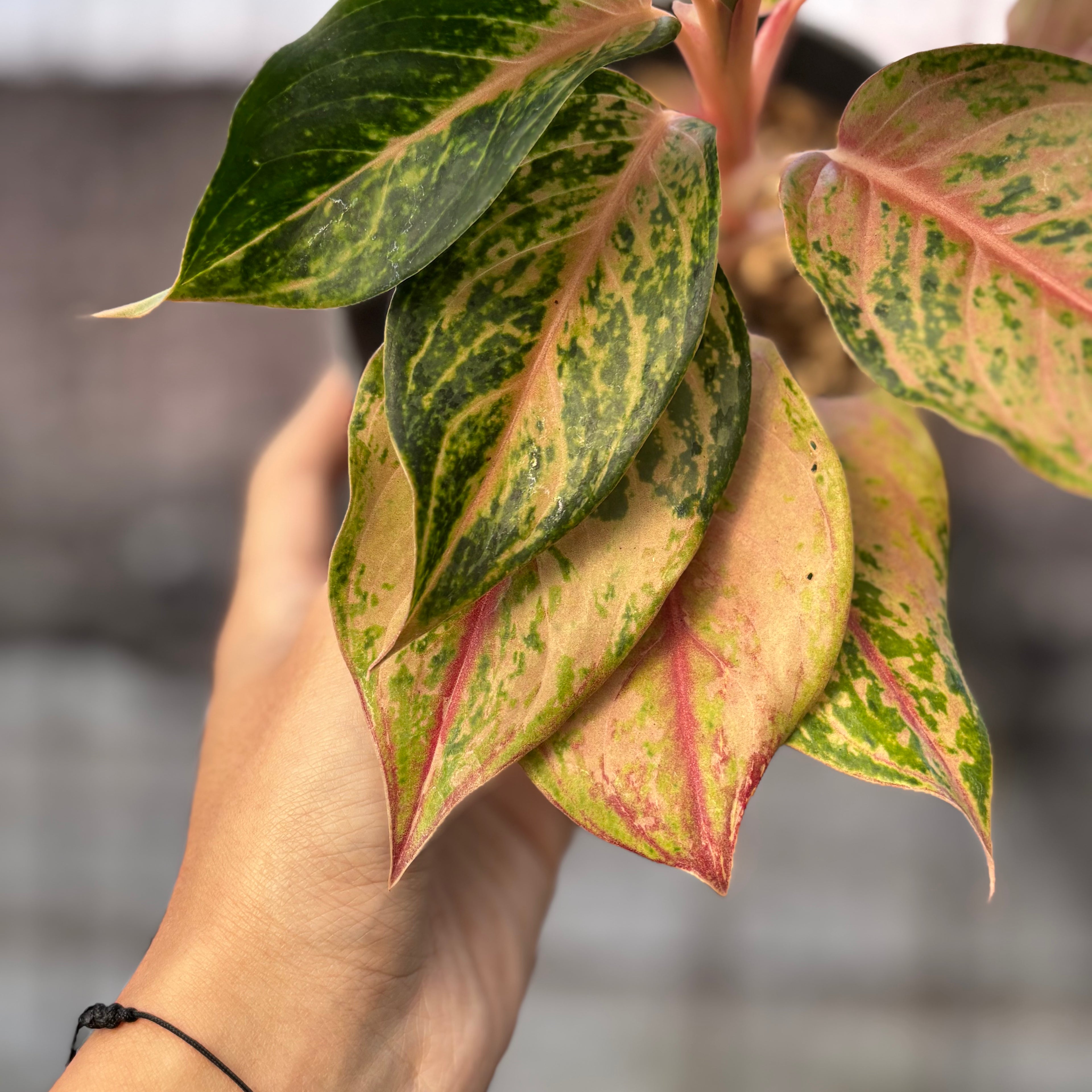 RP36-6 Aglaonema Light Of Diamond