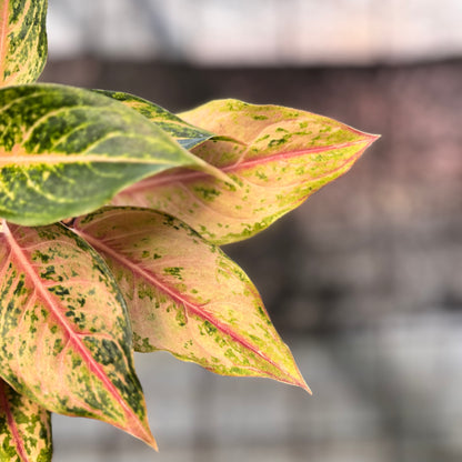 RP36-6 Aglaonema Light Of Diamond
