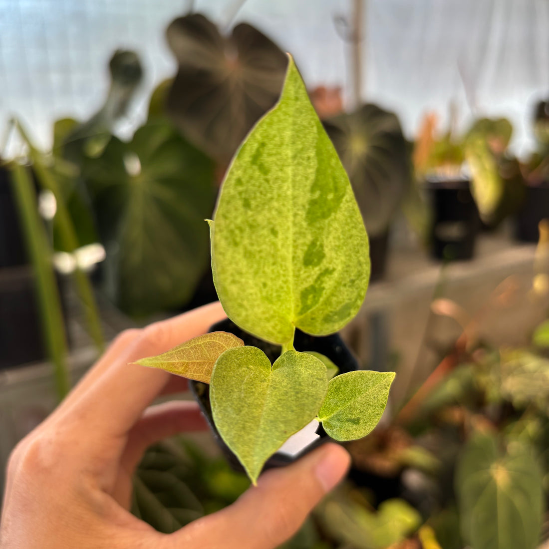 Anthurium Dark Handsome x RVDP