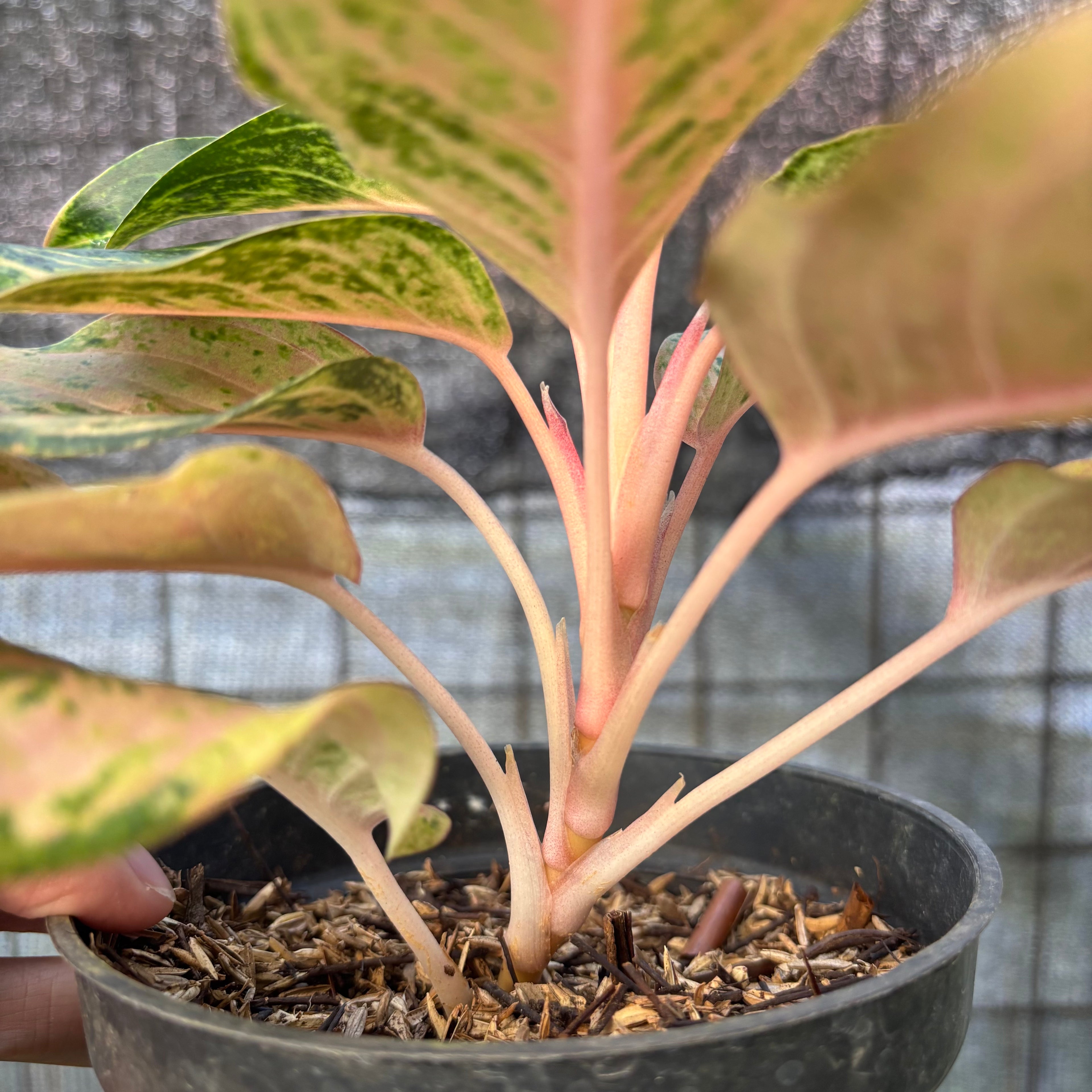 RP36-6 Aglaonema Light Of Diamond