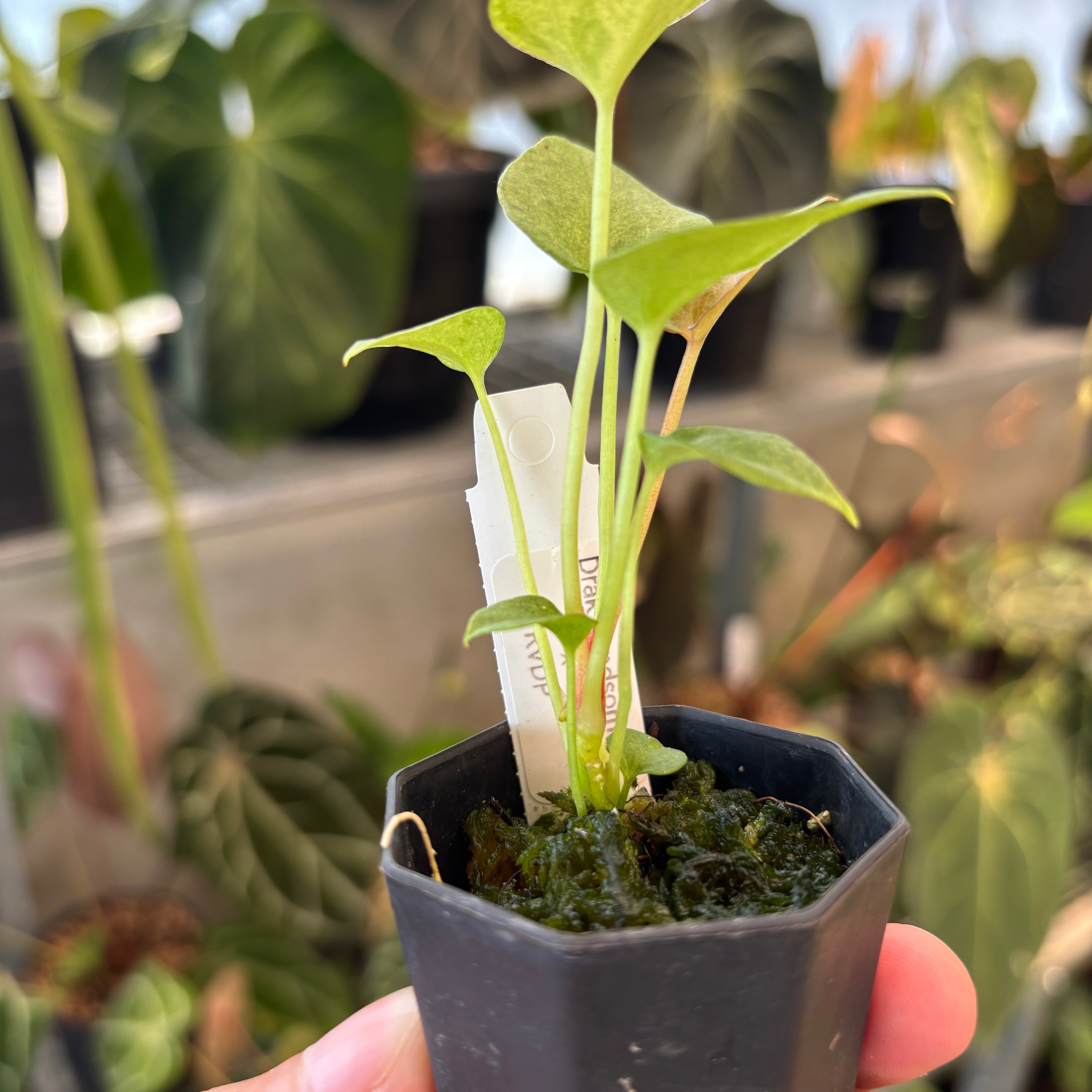 Anthurium Dark Handsome x RVDP