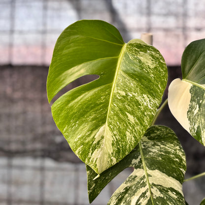 RP37-6 Monstera Albo variegated Lush