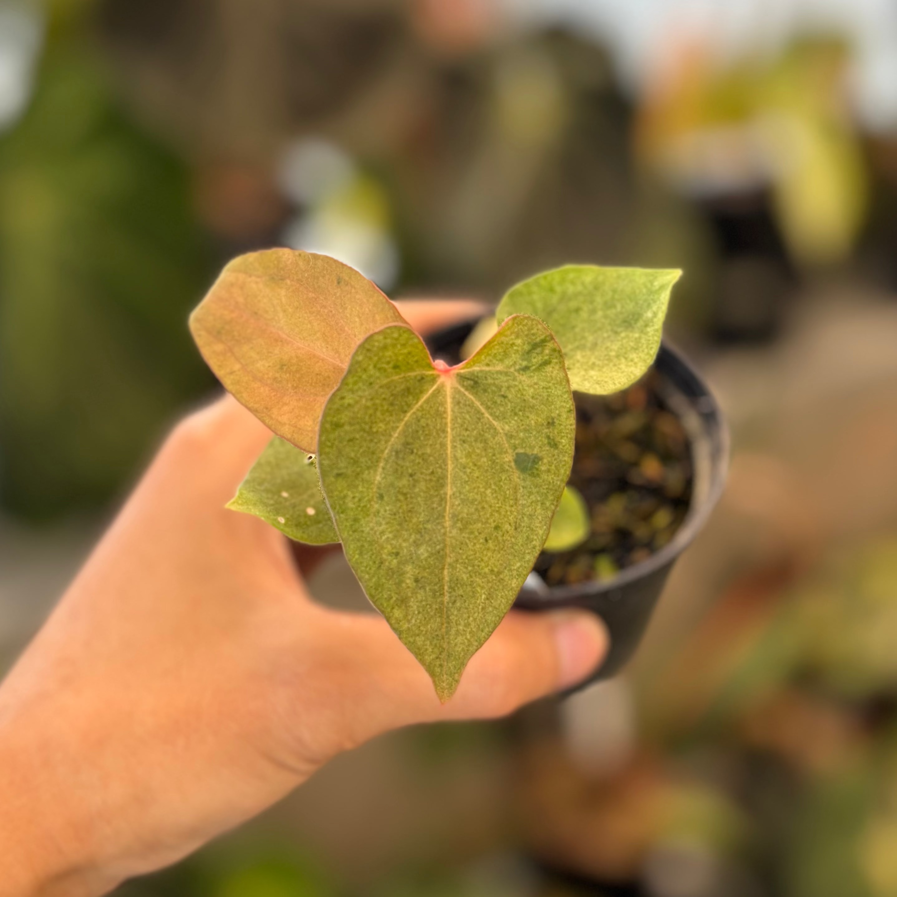 RP42-1 Anthurium Papi Pink x Twilight Armor – Greenspaces.id