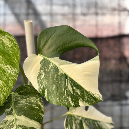 RP37-6 Monstera Albo variegated Lush