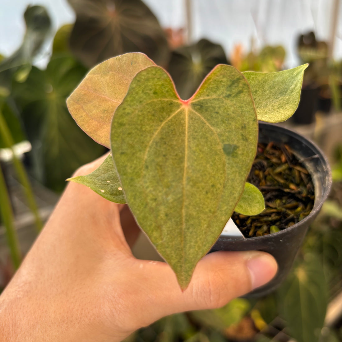 Anthurium Portillae x Dressleri