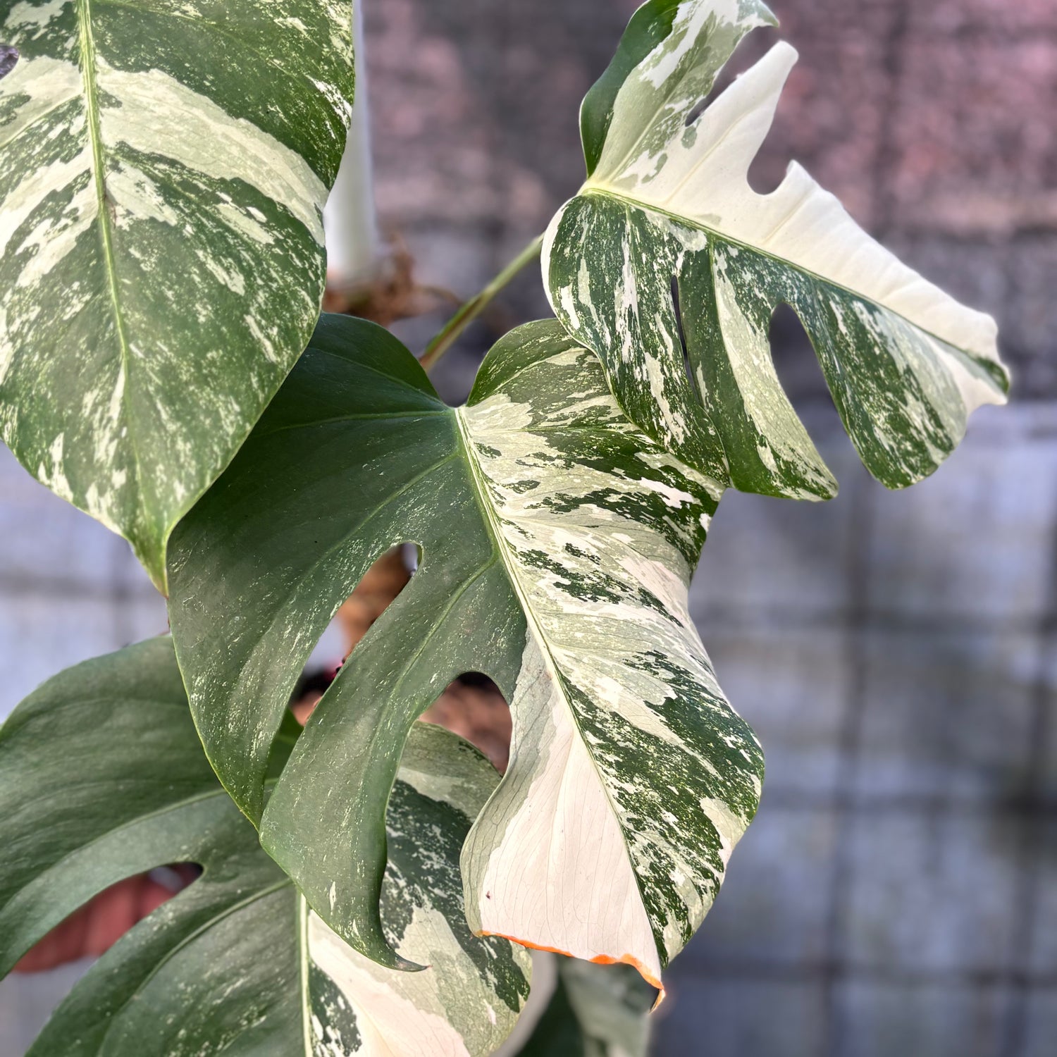 RP37-6 Monstera Albo variegated Lush