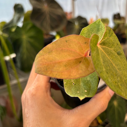 Anthurium Portillae x Dressleri