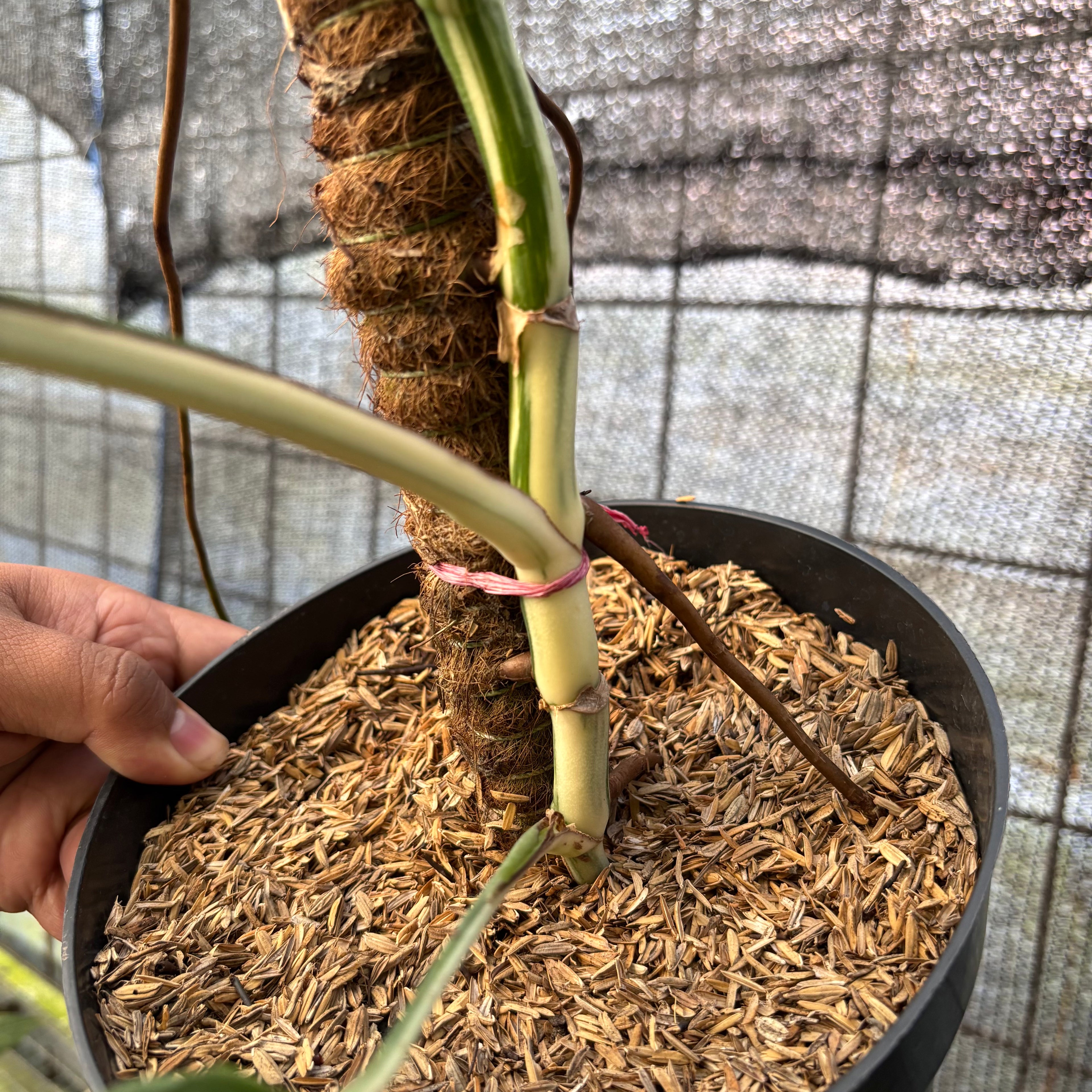 RP37-6 Monstera Albo variegated Lush