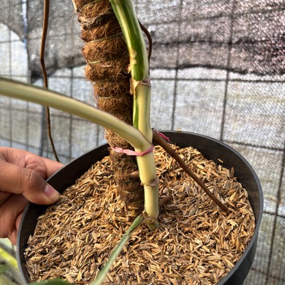 RP37-6 Monstera Albo variegated Lush