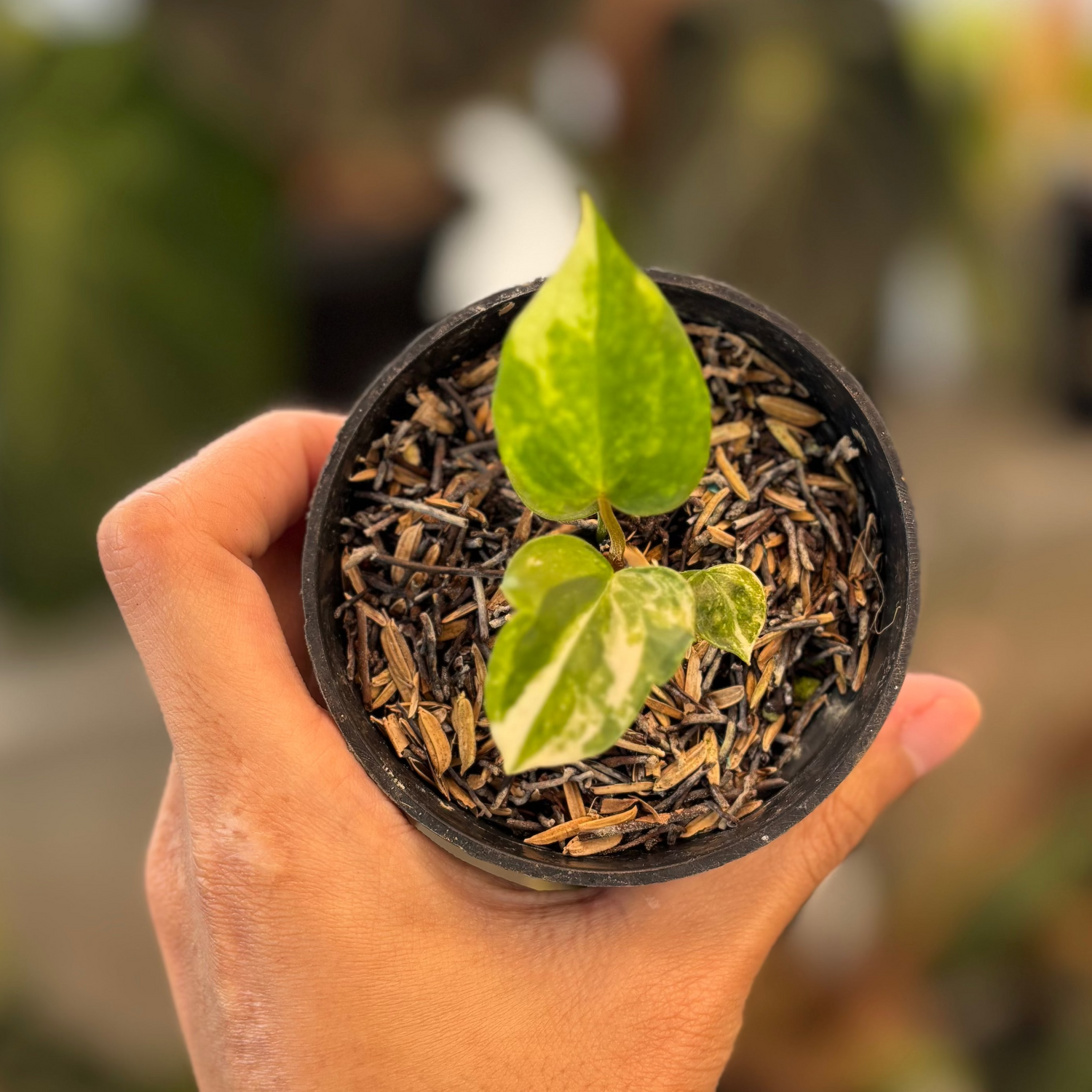 Anthurium Papillilaminum Pink x Twilight Armor