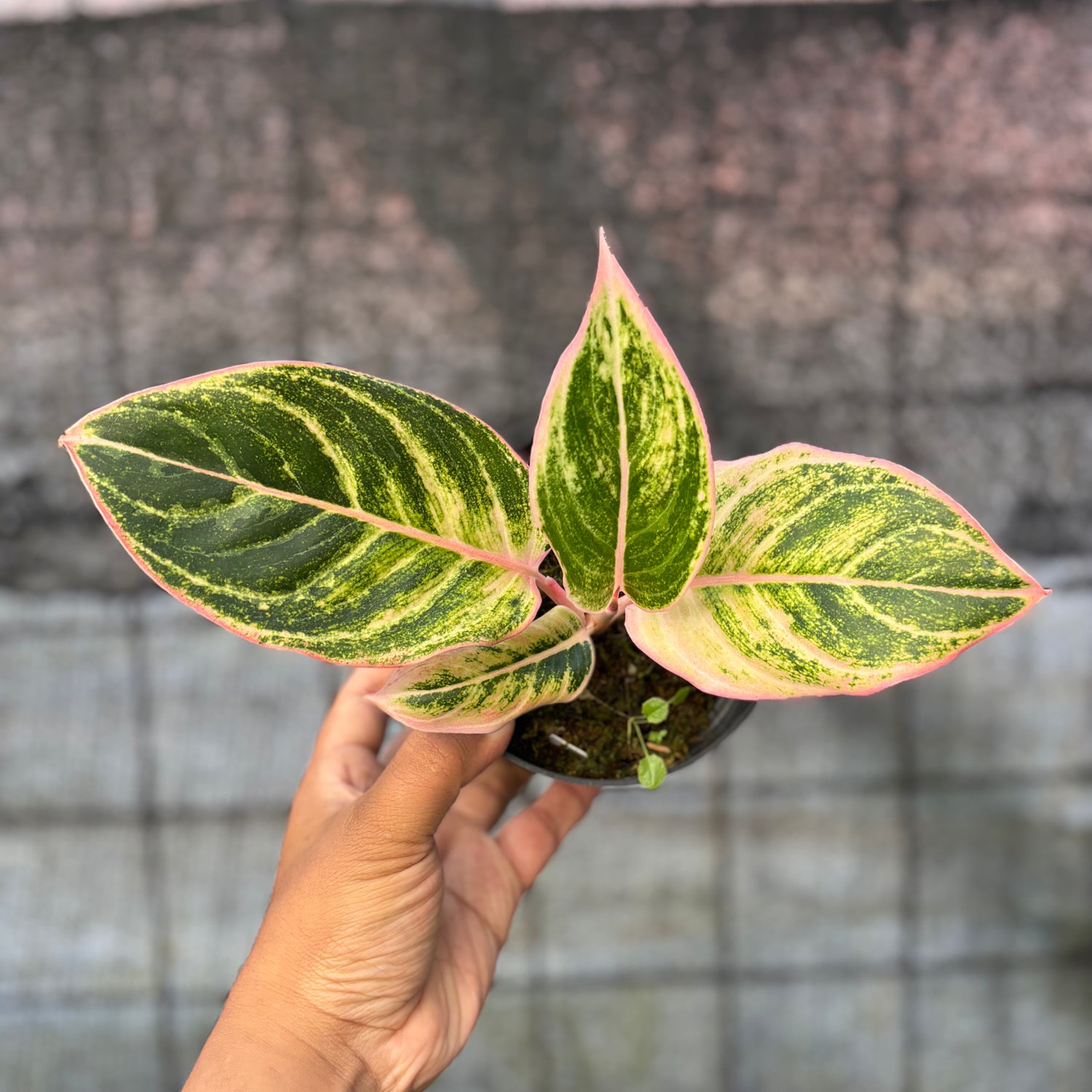 RP38-6 Aglaonema Dejavu