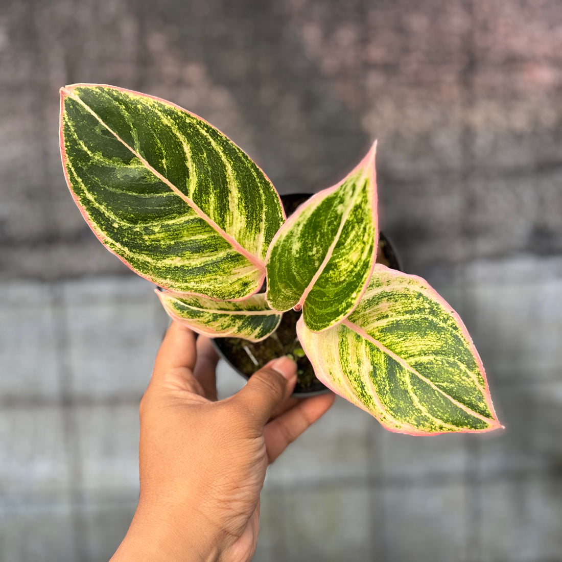 RP38-6 Aglaonema Dejavu