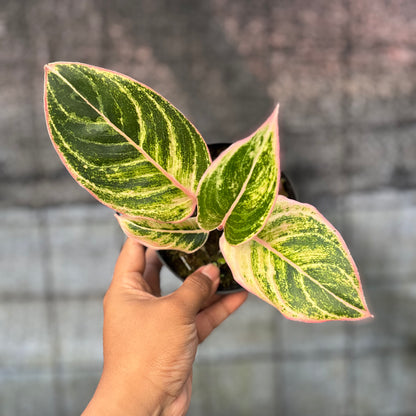 RP38-6 Aglaonema Dejavu