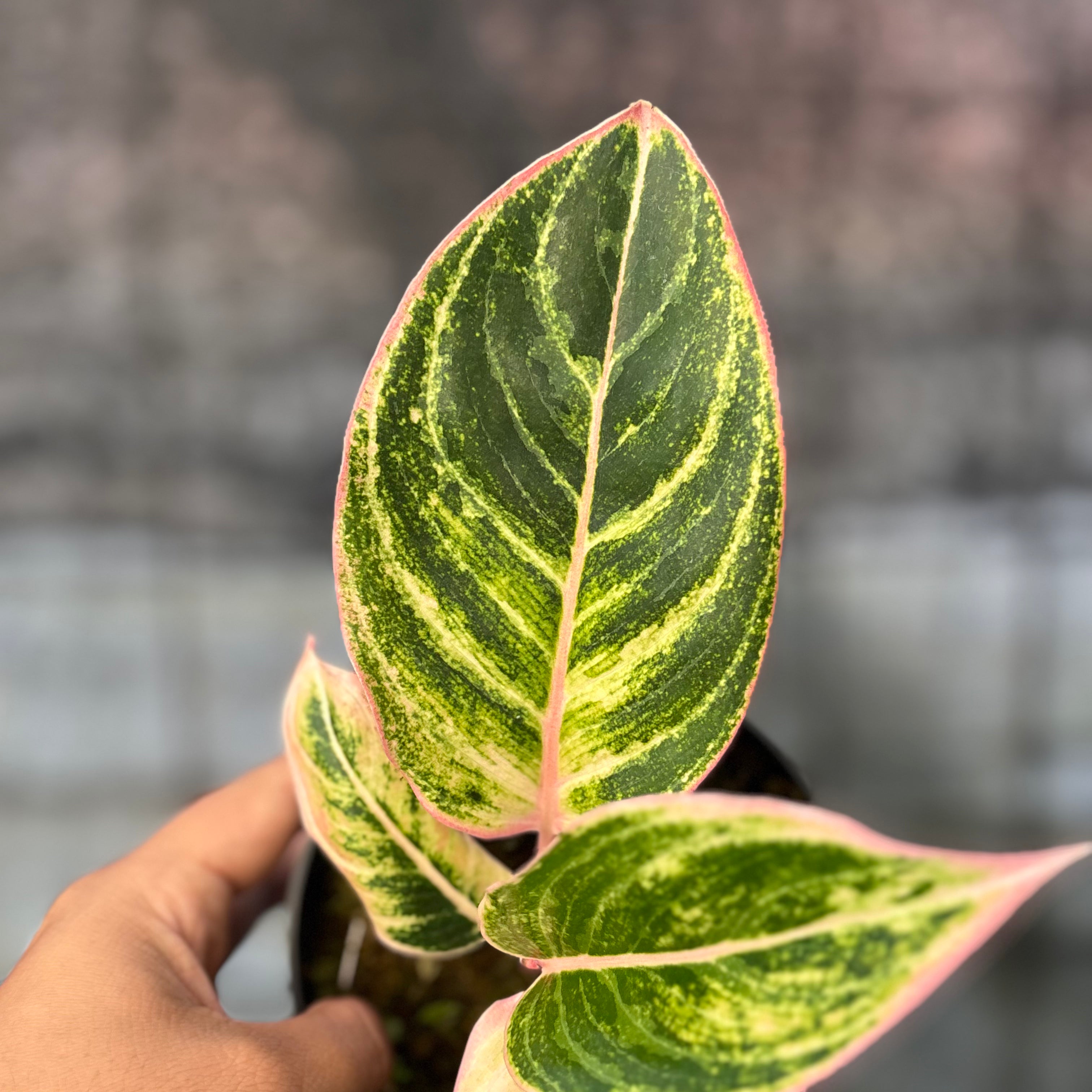 RP38-6 Aglaonema Dejavu