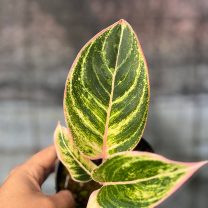 RP38-6 Aglaonema Dejavu