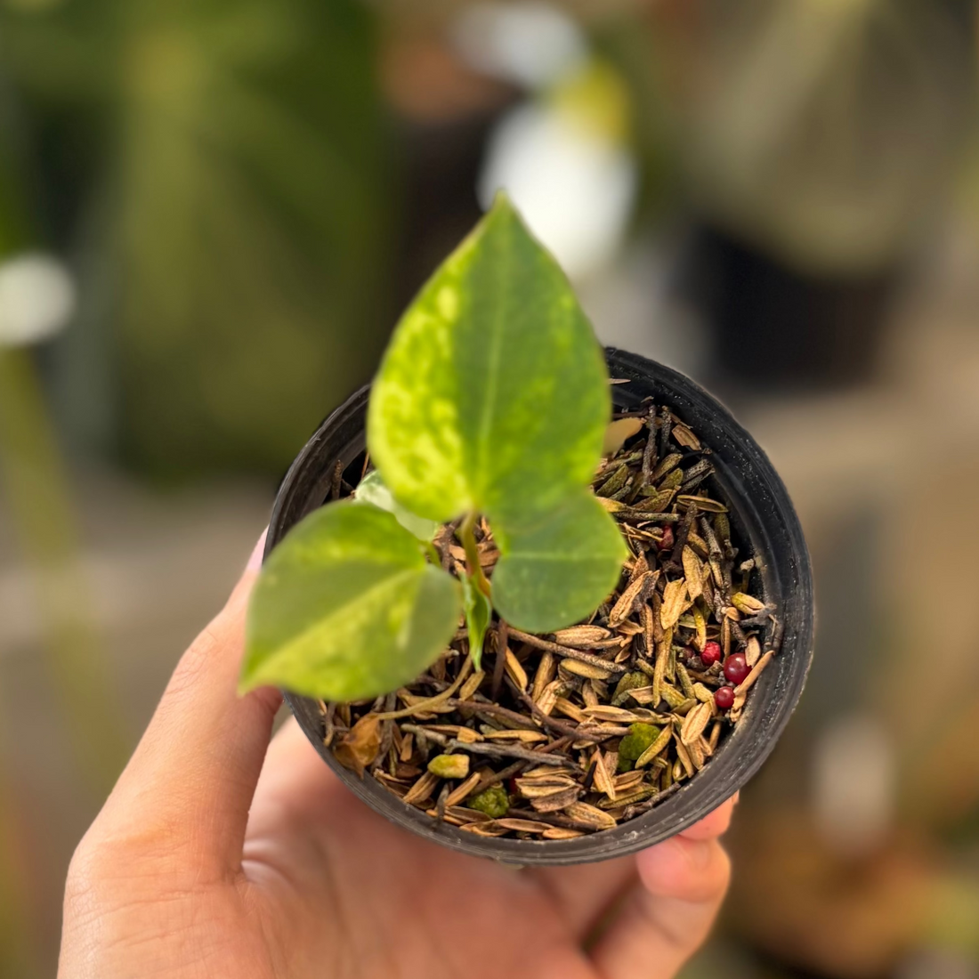 RP43-1 Anthurium Black Venom x Twilight Armor