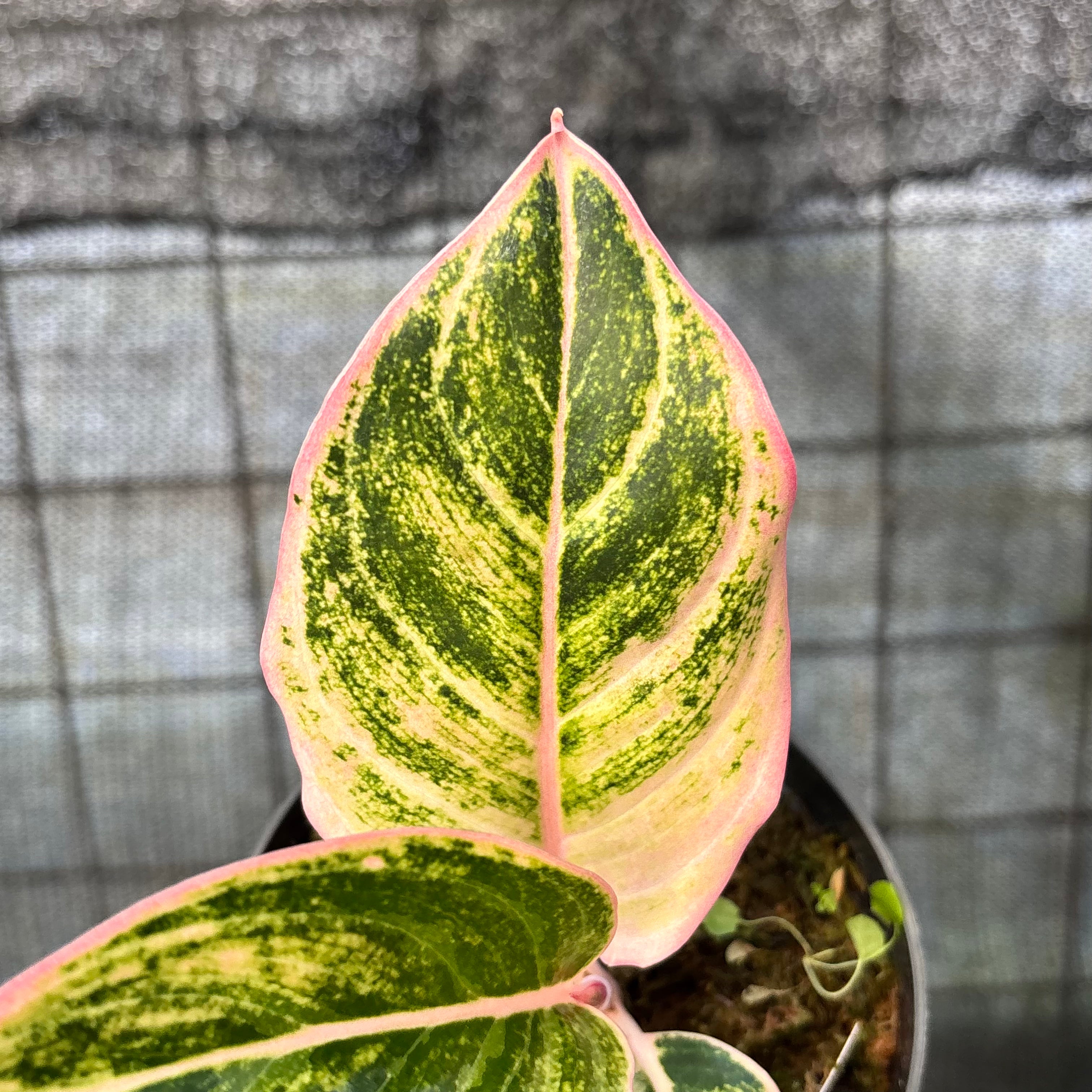 RP38-6 Aglaonema Dejavu