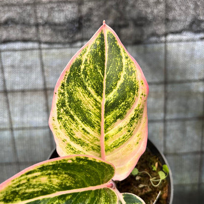 RP38-6 Aglaonema Dejavu