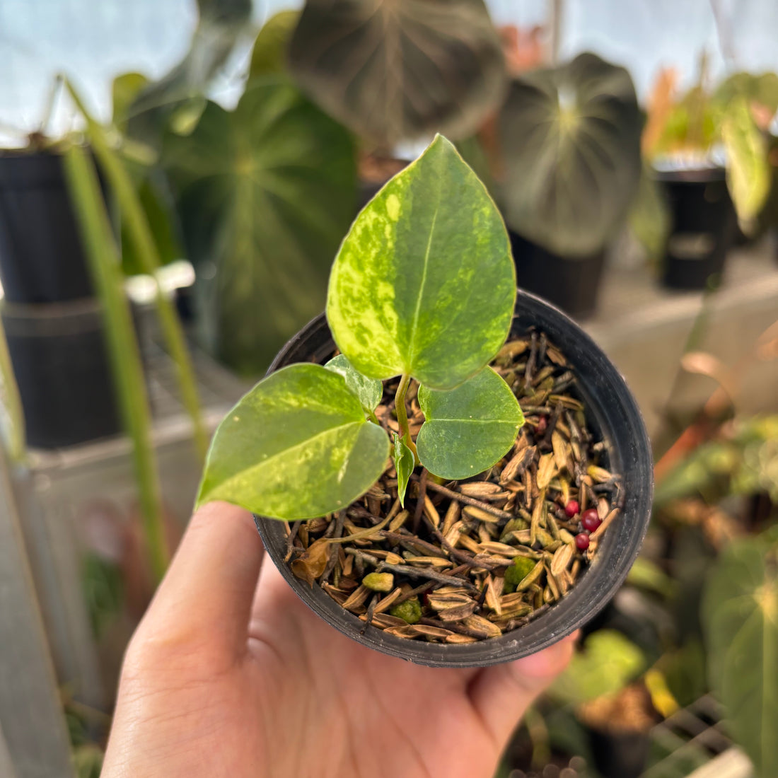 RP43-1 Anthurium Black Venom x Twilight Armor