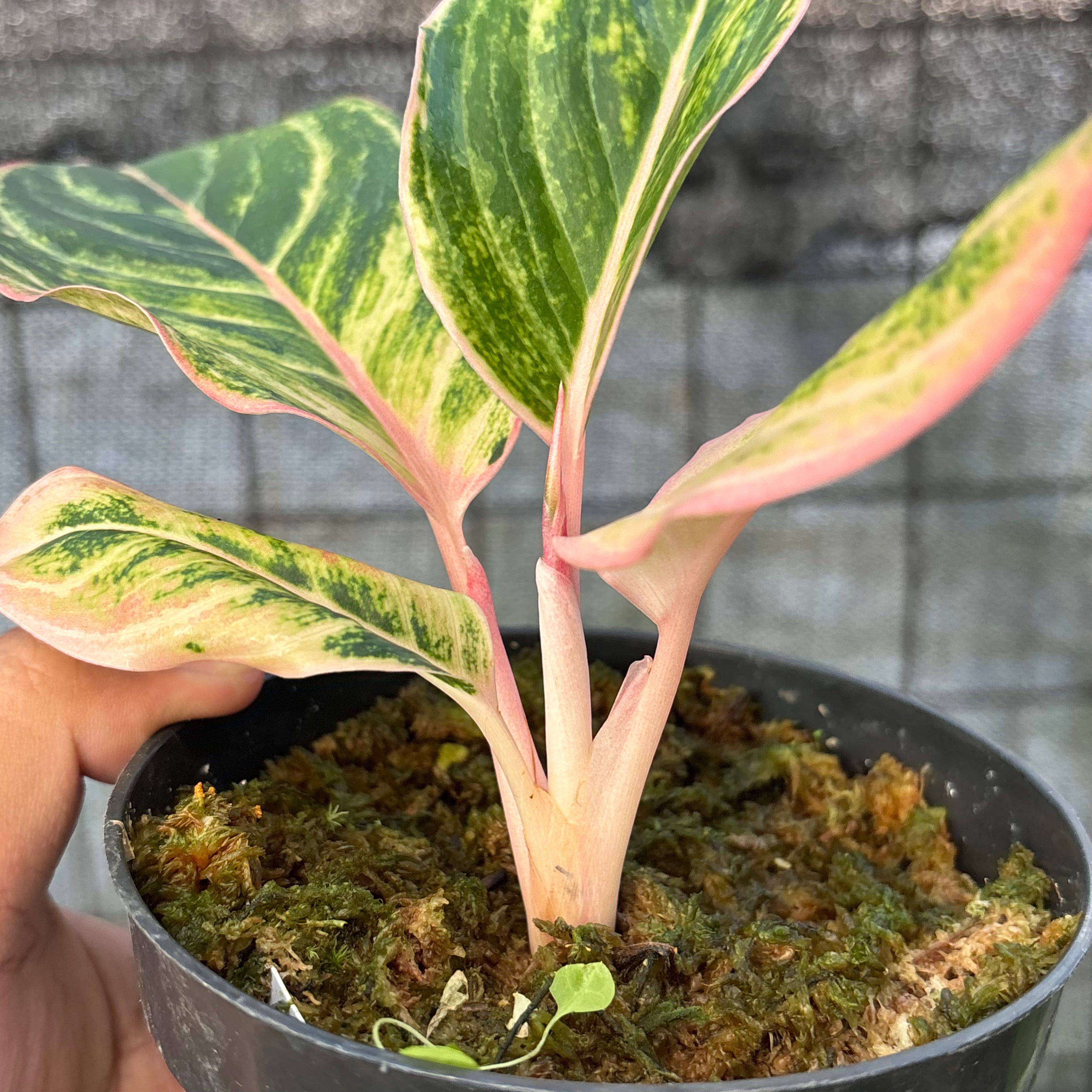 RP38-6 Aglaonema Dejavu