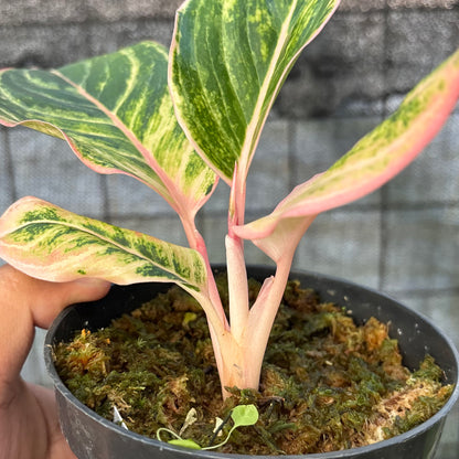 RP38-6 Aglaonema Dejavu