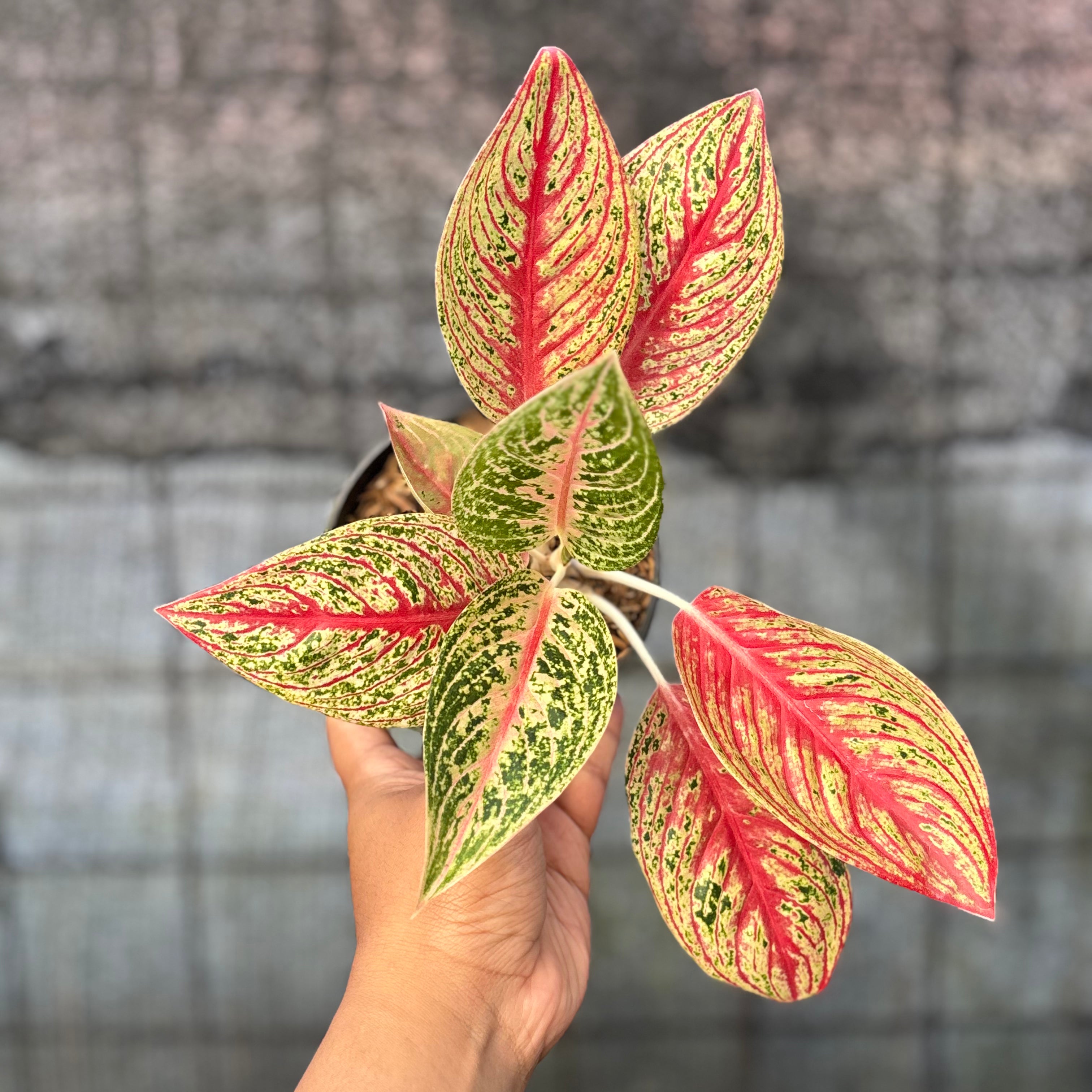 RP39-6 Aglaonema Red Legacy
