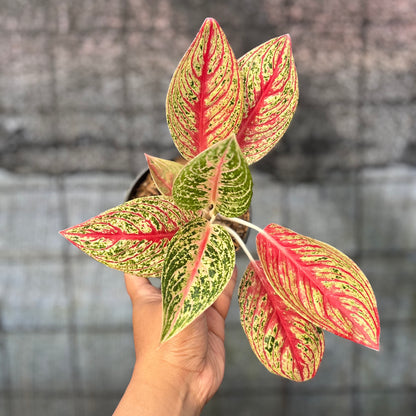 RP39-6 Aglaonema Red Legacy