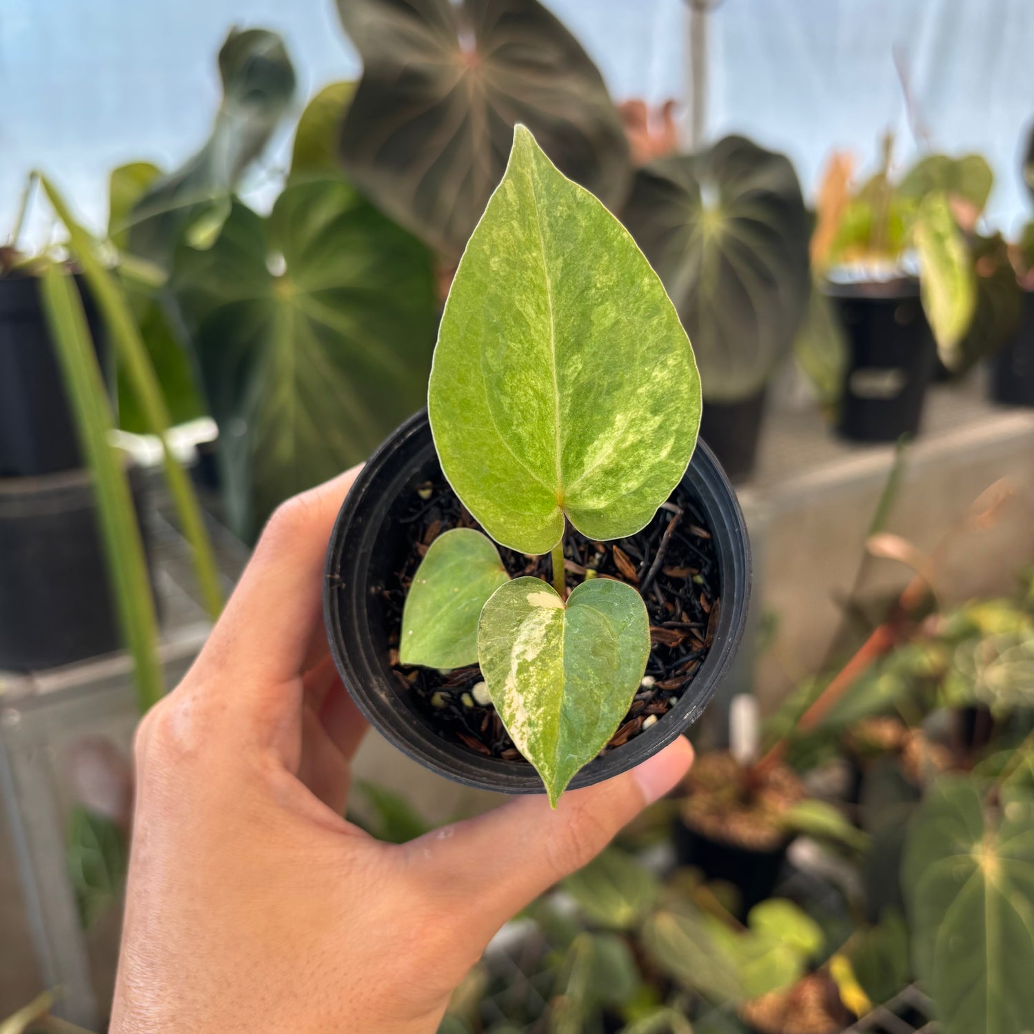Anthurium Black Venom x Twilight Armor