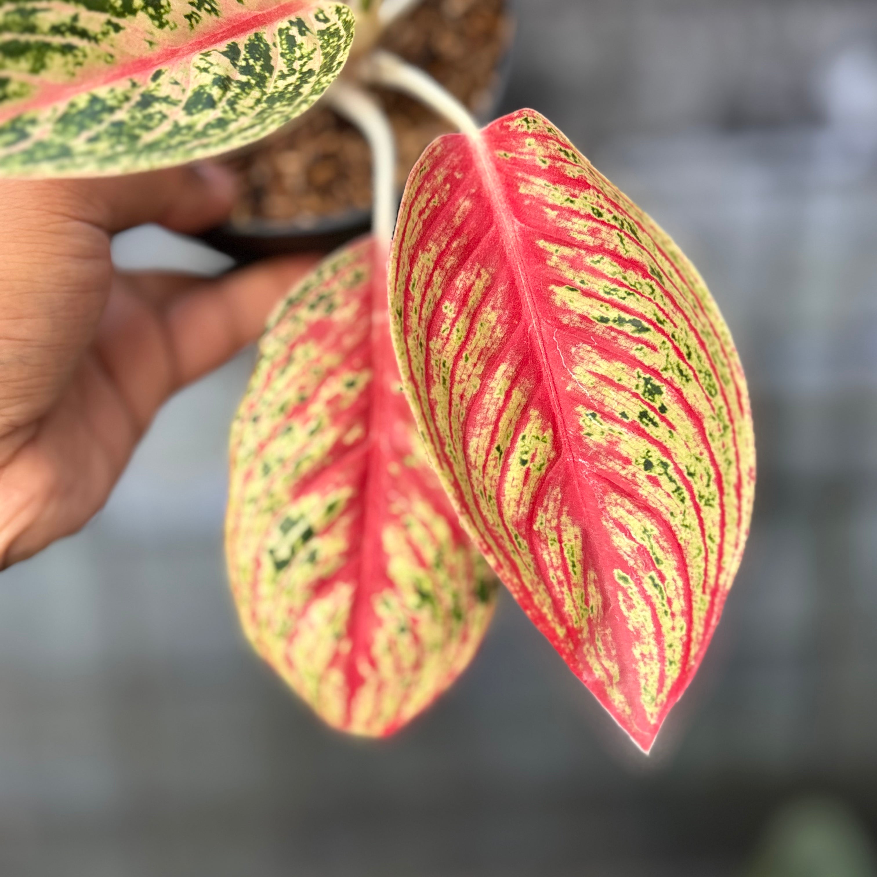 RP39-6 Aglaonema Red Legacy