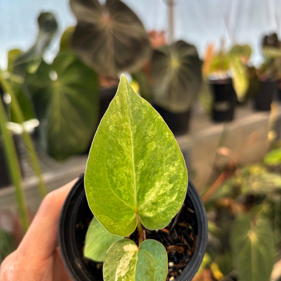 Anthurium Black Venom x Twilight Armor