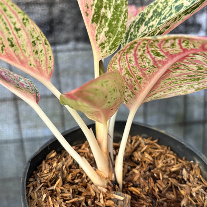 RP39-6 Aglaonema Red Legacy