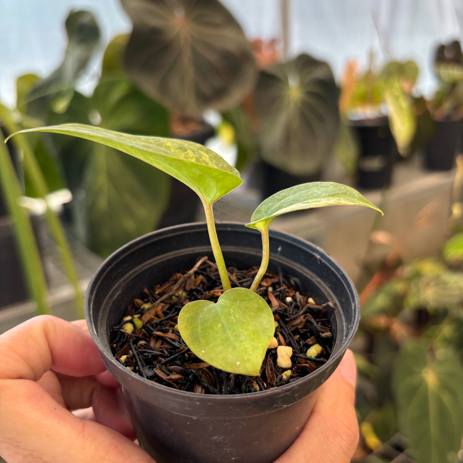 Anthurium Black Venom x Twilight Armor