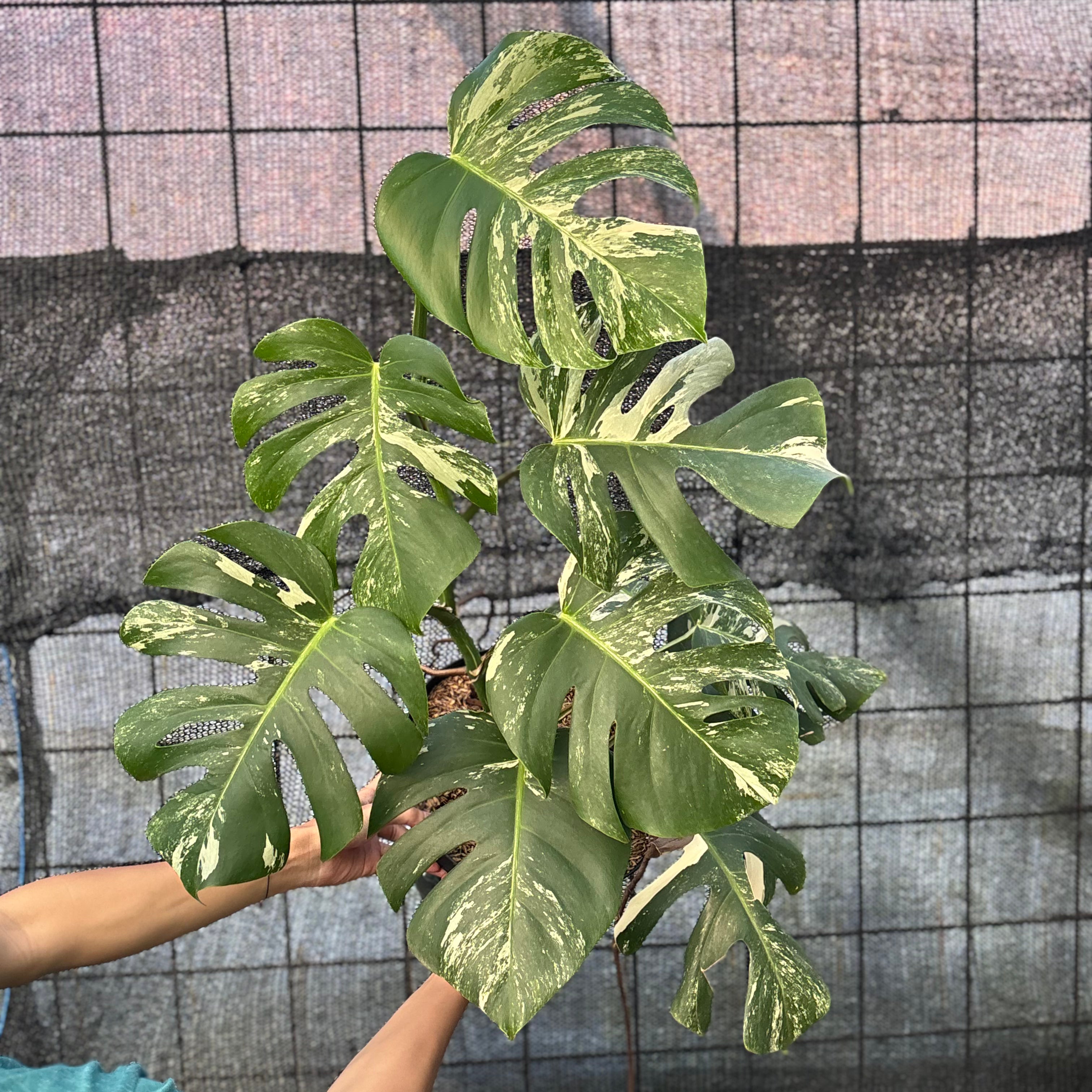 RP40-6 Monstera Albo variegated Lush