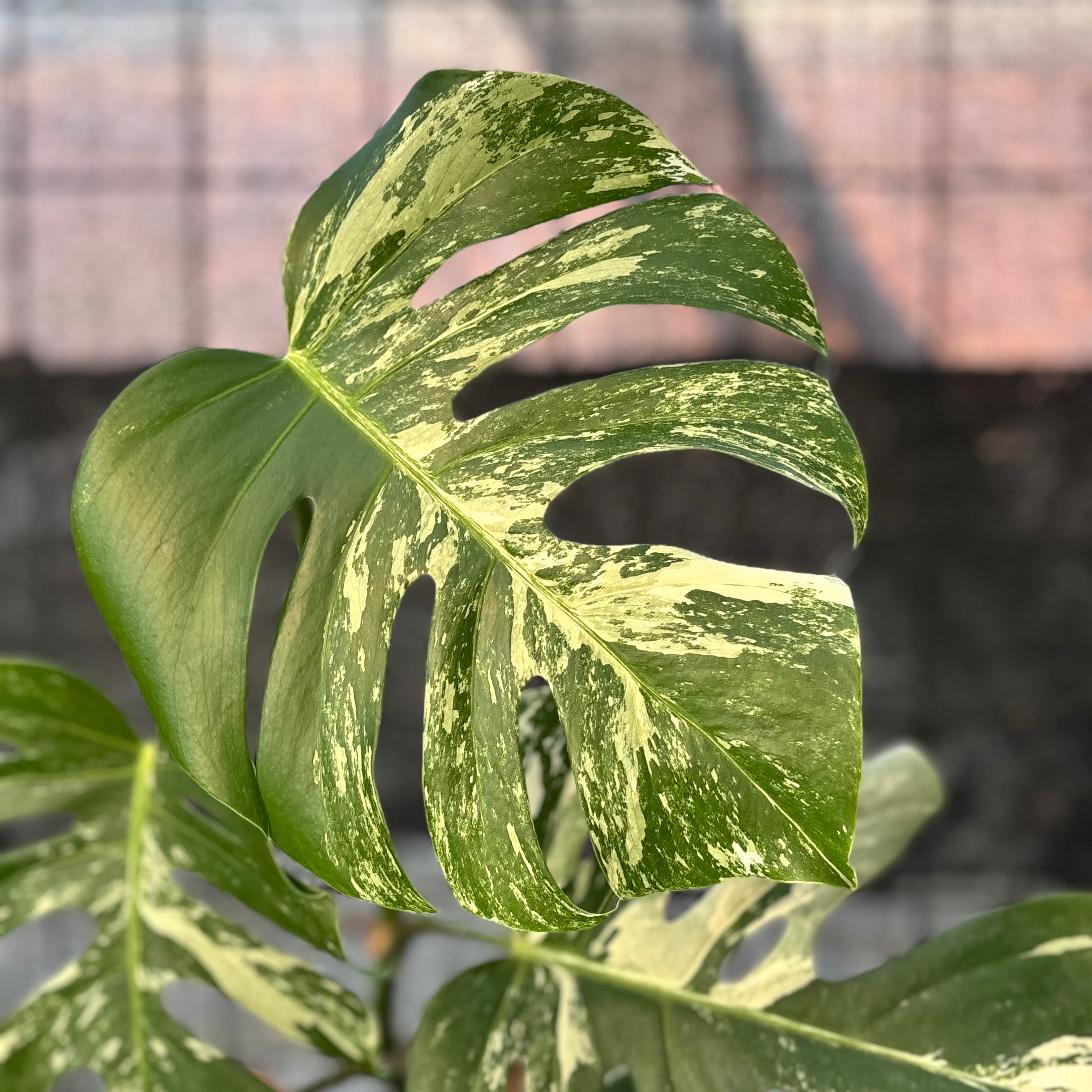 RP40-6 Monstera Albo variegated Lush
