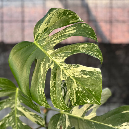 RP40-6 Monstera Albo variegated Lush