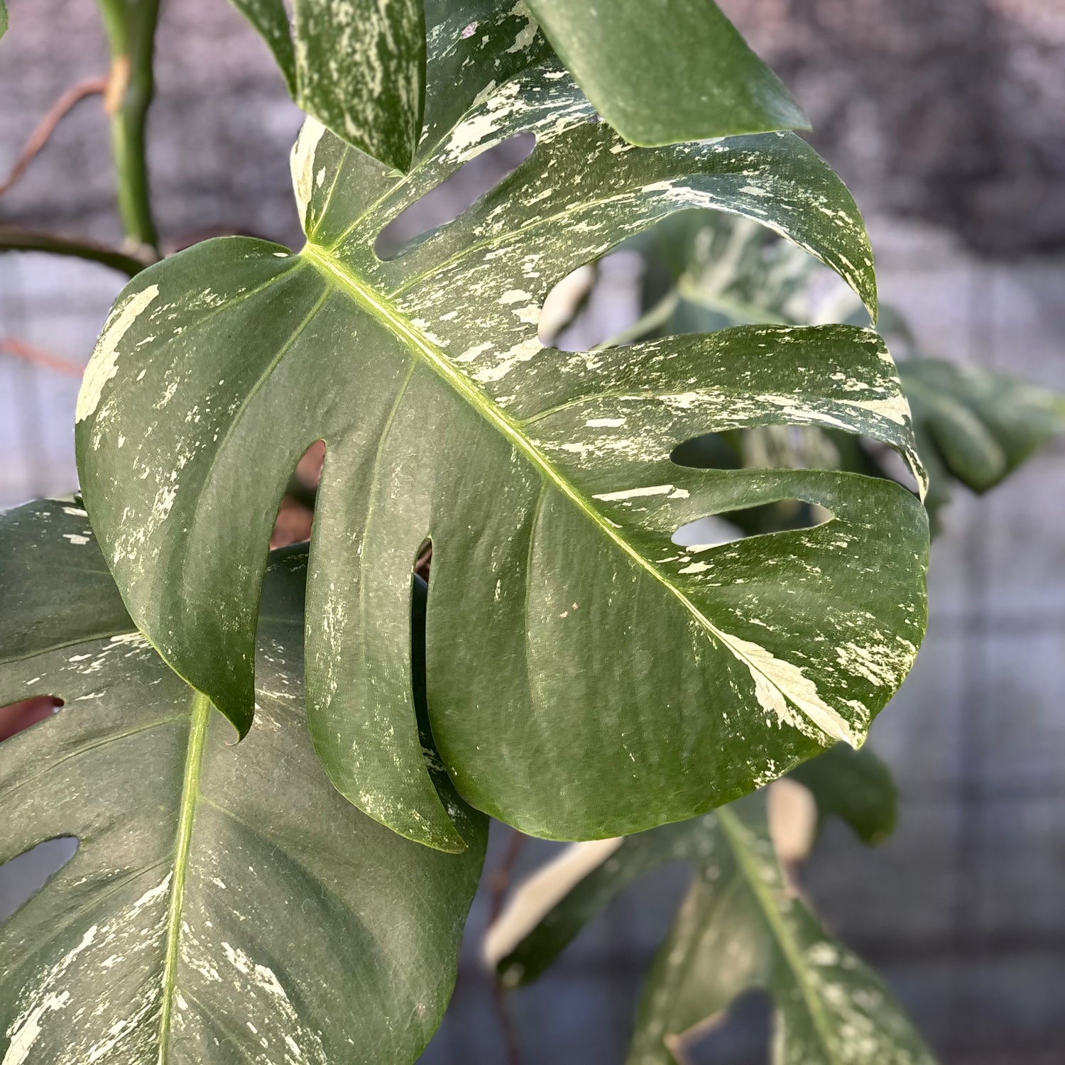 RP40-6 Monstera Albo variegated Lush