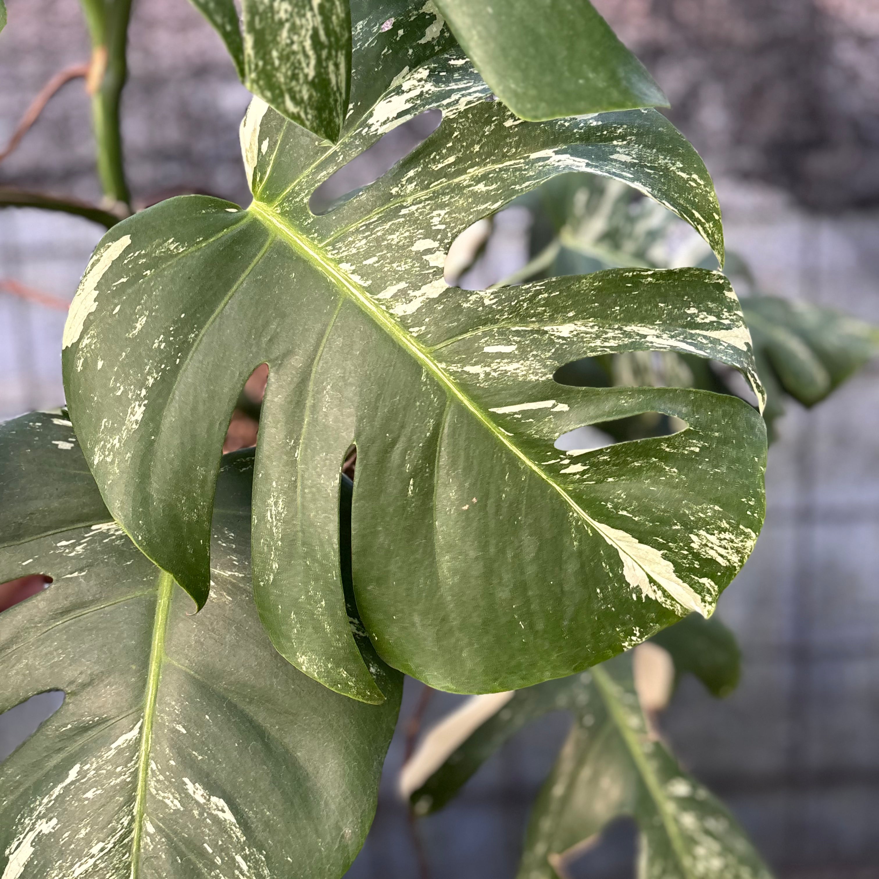 RP40-6 Monstera Albo variegated Lush