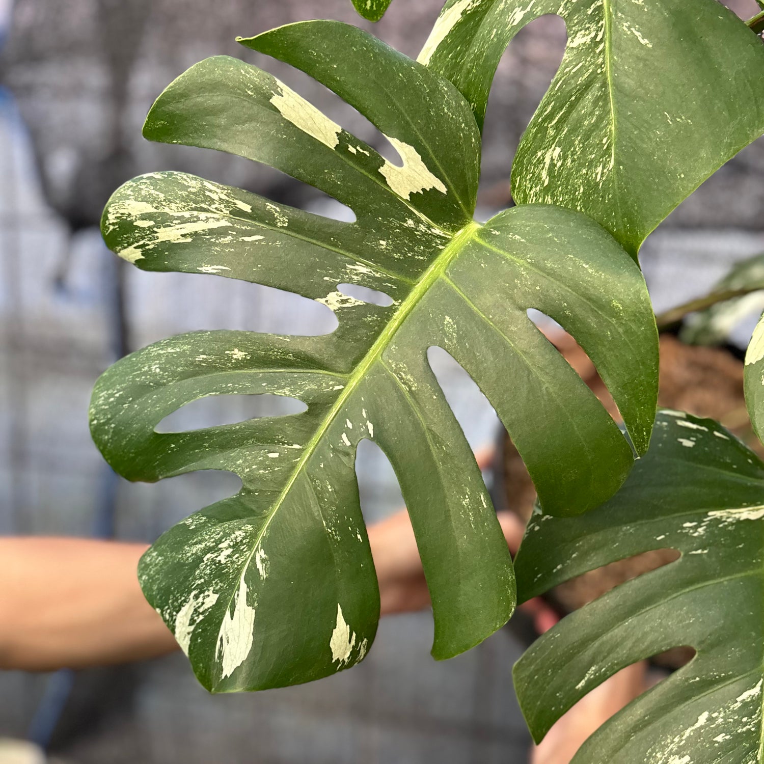RP40-6 Monstera Albo variegated Lush
